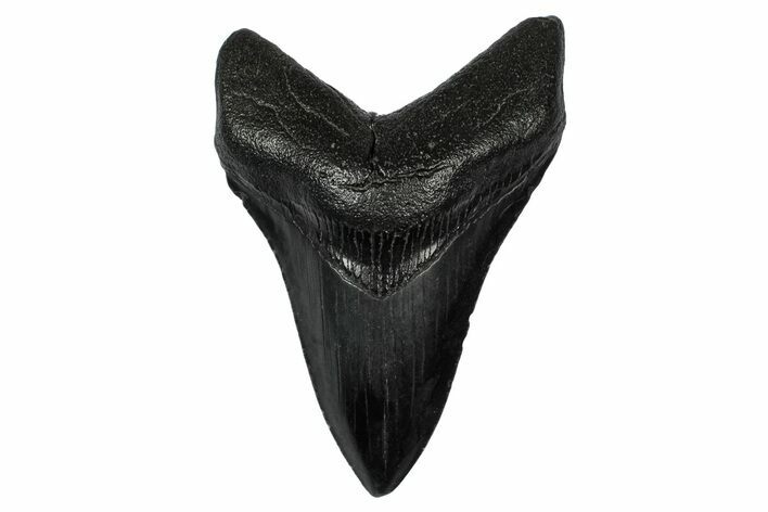 Fossil Megalodon Tooth - South Carolina #345810
